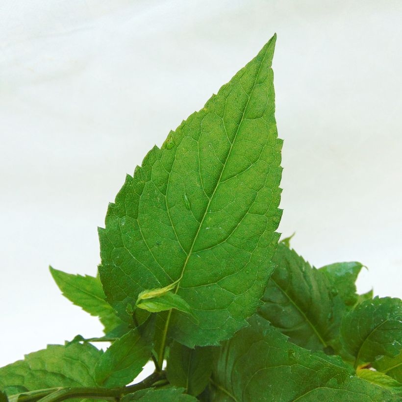 Aster divaricatus (Foliage)