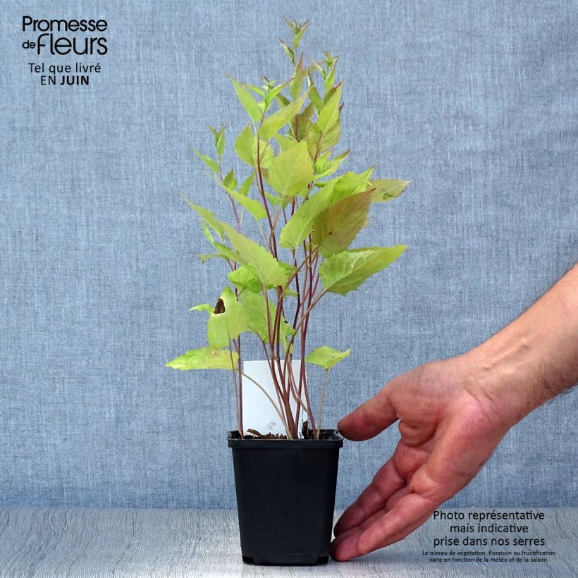 Aster divaricatus 8/9 cm pot sample as delivered in summer