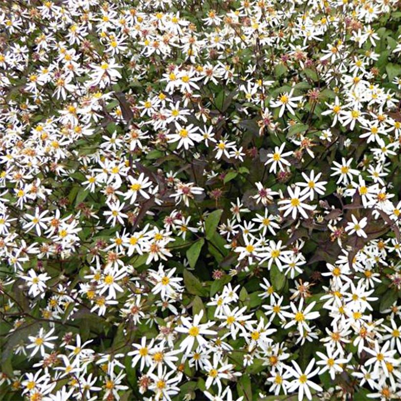 Aster divaricatus Beth Chatto (Flowering)