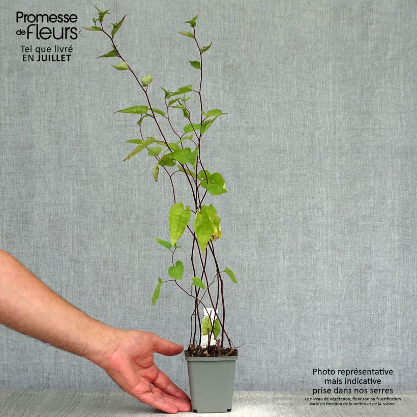 Aster divaricatus Beth Chatto 8/9 cm pot sample as delivered in summer