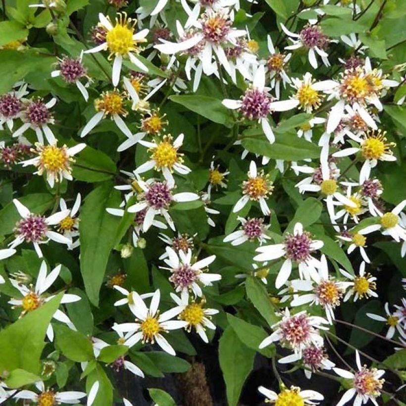 Aster divaricatus Tradescant (Foliage)