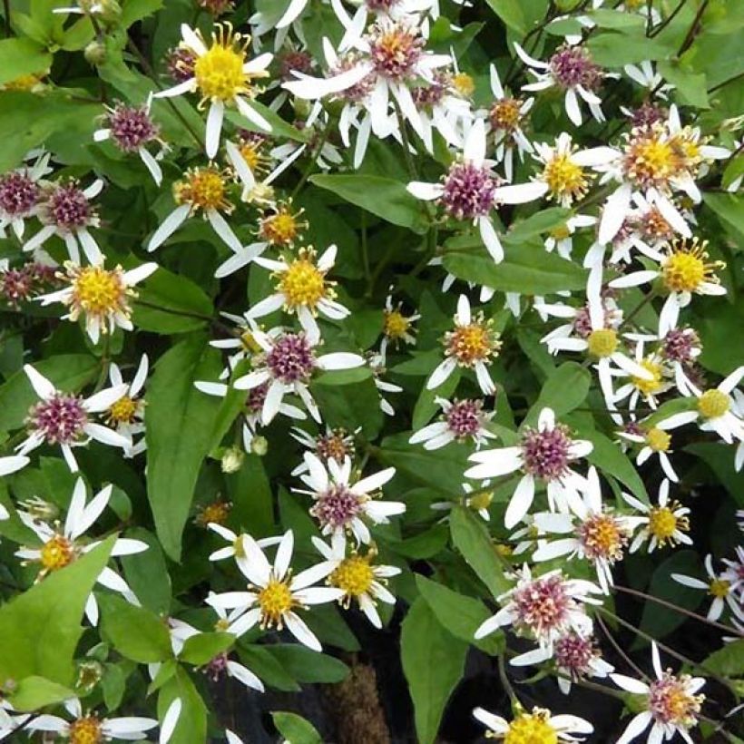 Aster divaricatus Tradescant (Flowering)