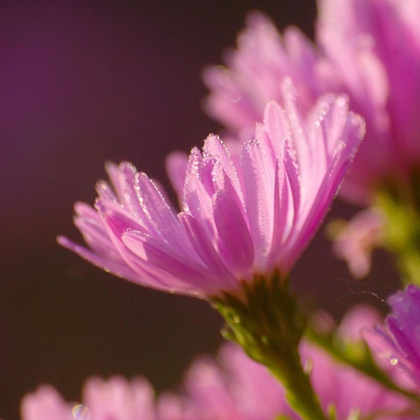 Aster dumosus Anneke (Flowering)