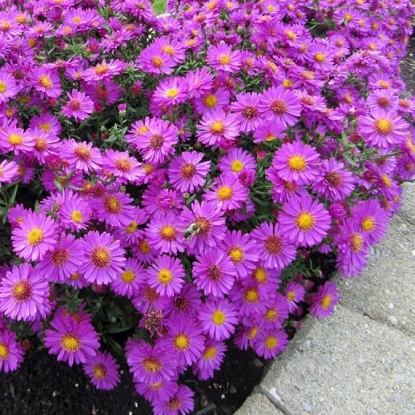 Aster dumosus Anneke (Plant habit)