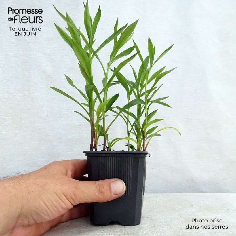 Aster dumosus Anneke 8/9 cm pot sample as delivered in summer