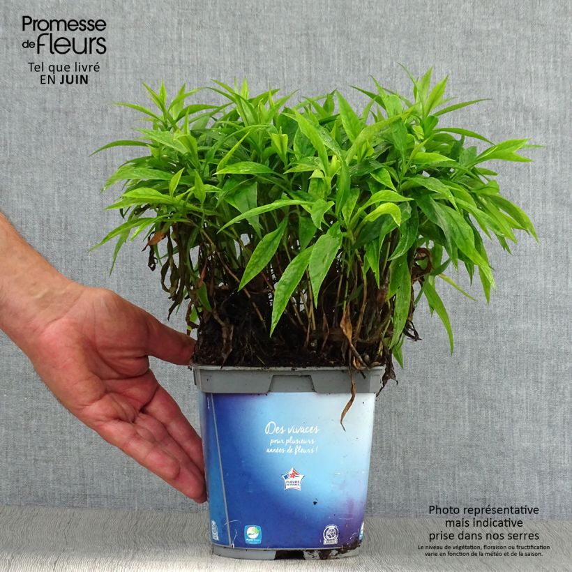 Aster dumosus Augenweide 2L/3L pot sample as delivered in summer