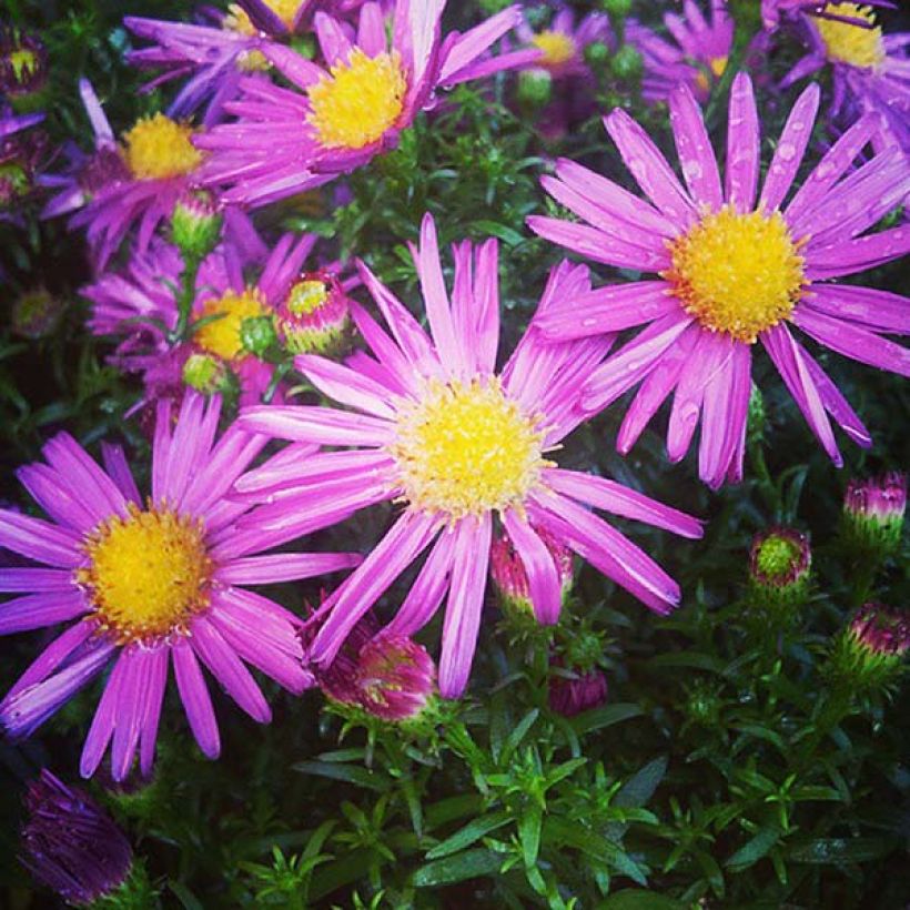 Aster dumosus Bahamas (Flowering)