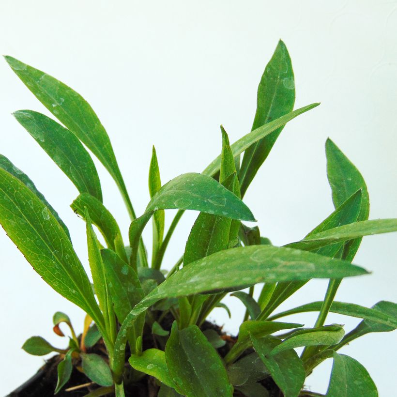 Aster dumosus Bahamas (Foliage)