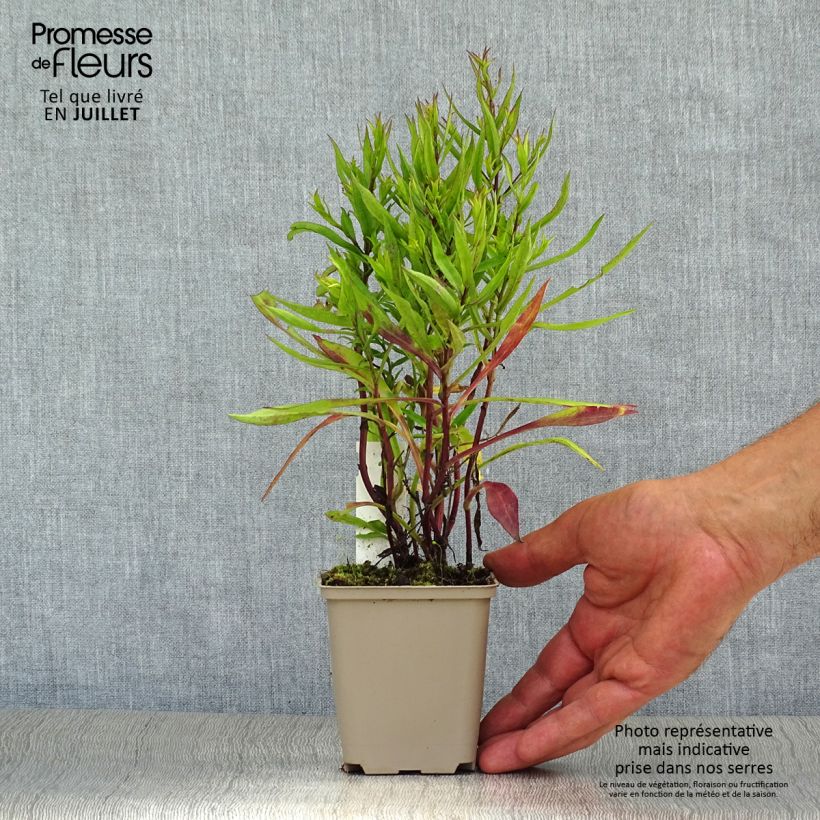 Aster dumosus Bahamas 8/9 cm pot sample as delivered in summer