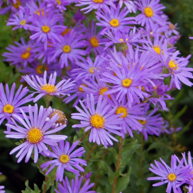 Aster dumosus Early Blue (Flowering)