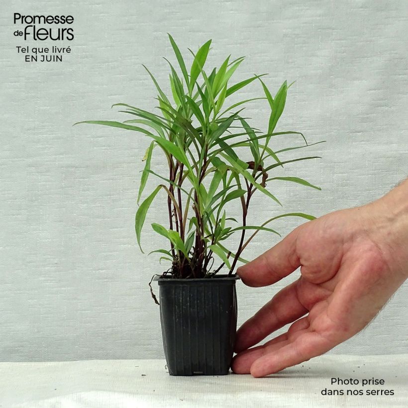 Aster dumosus Early Blue 7/8 cm pot sample as delivered in summer