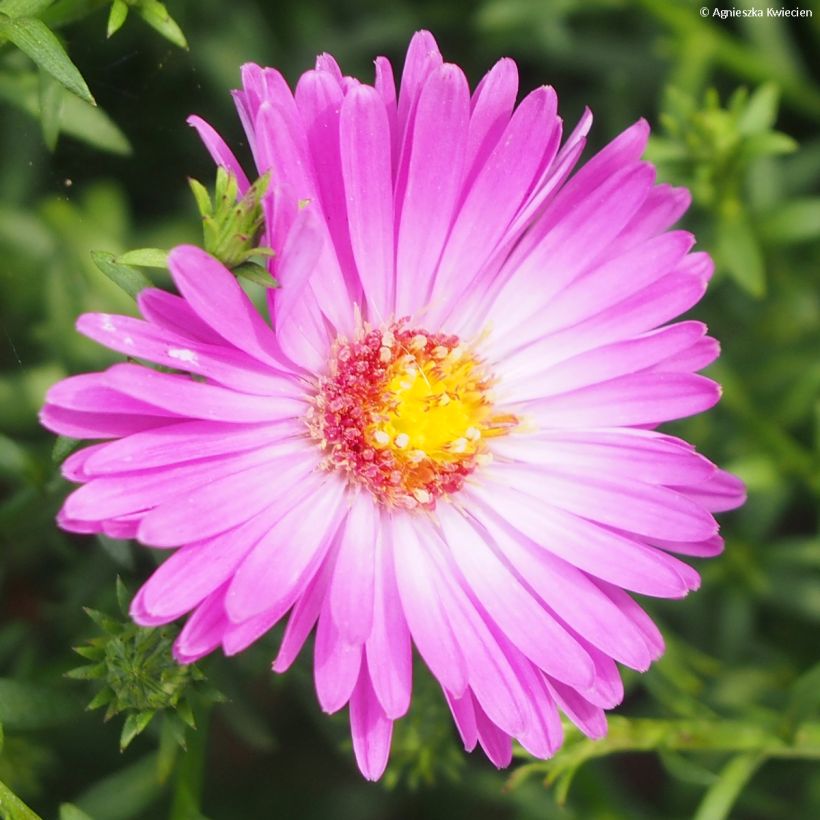 Aster dumosus Heinz-Richard (Flowering)