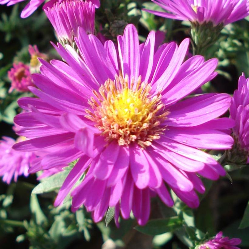 Aster dumosus Jenny (Flowering)