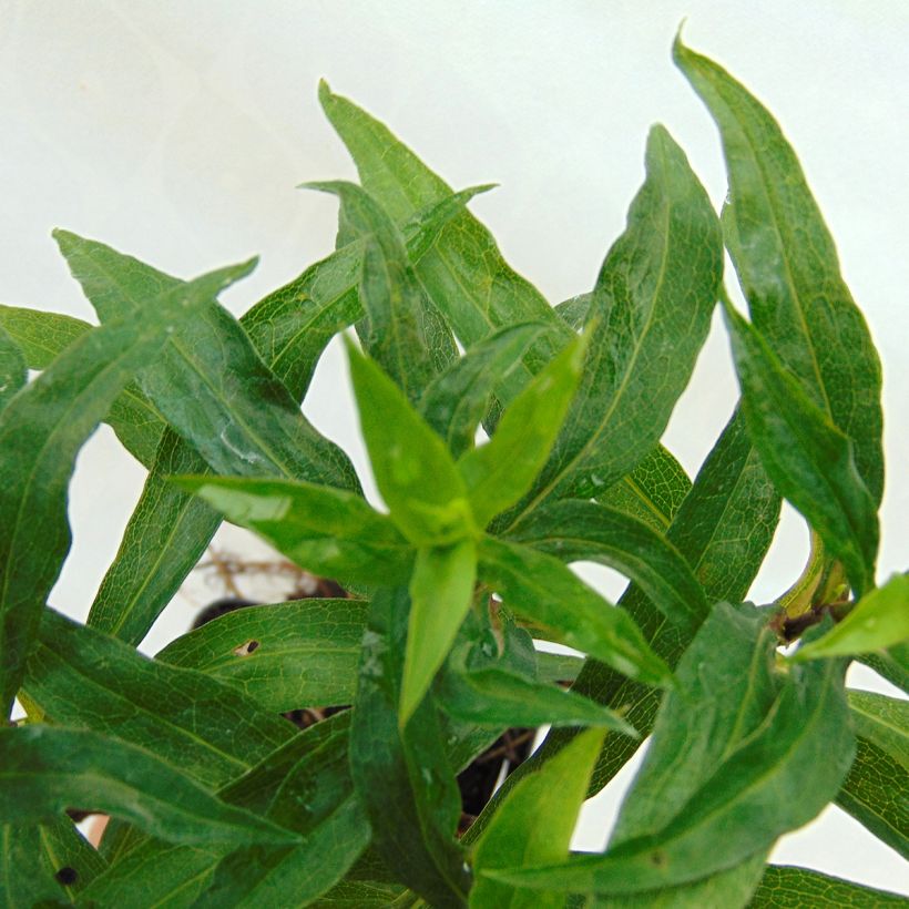 Aster dumosus Kristina (Foliage)