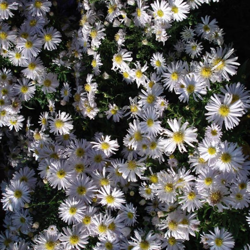 Aster dumosus Kristina (Plant habit)