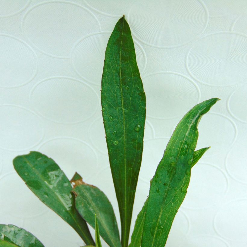 Aster dumosus Lady in Blue (Foliage)