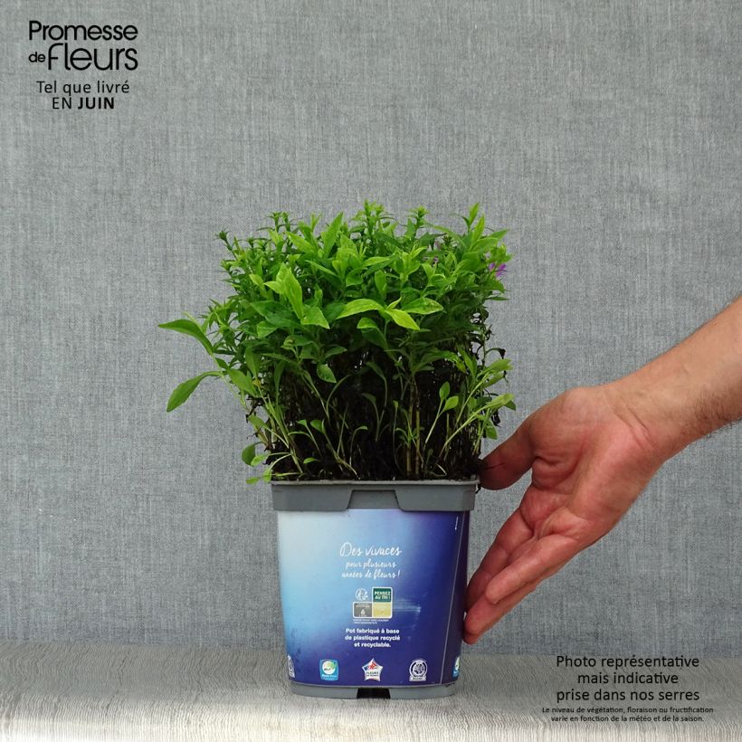 Aster dumosus Lady in Blue 2L/3L pot sample as delivered in summer