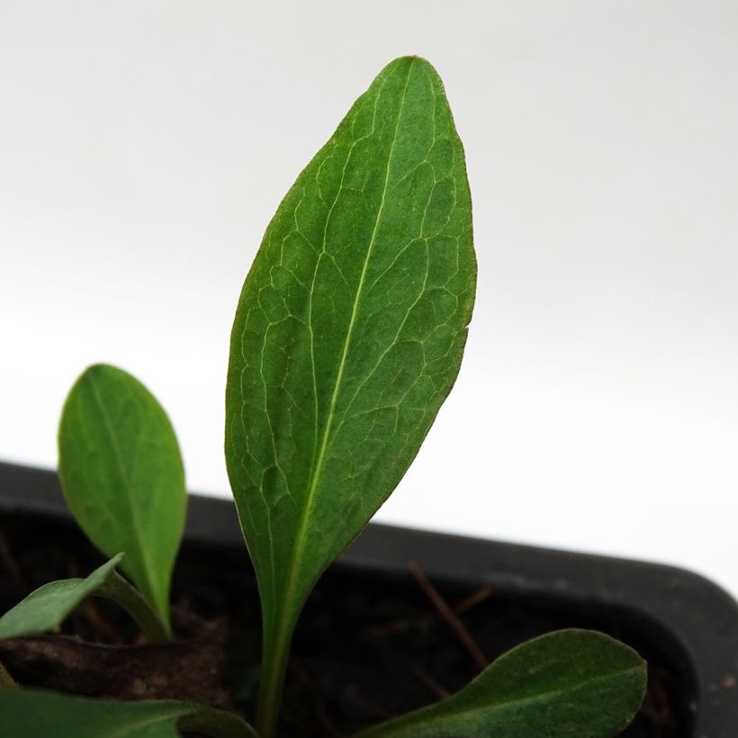 Aster dumosus Marjorie (Foliage)