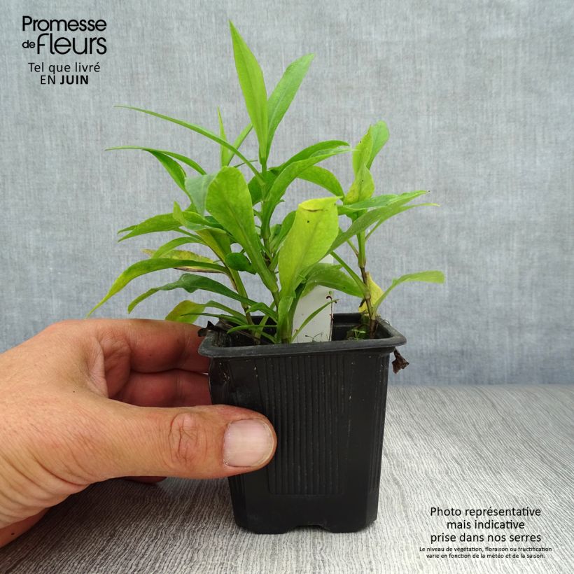 Aster dumosus Marjorie 8/9 cm pot sample as delivered in summer