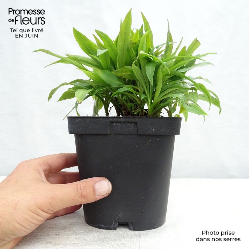 Aster dumosus Marjorie 2L/3L pot sample as delivered in summer