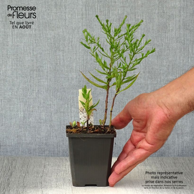 Aster dumosus Neron 8/9 cm pot sample as delivered in summer