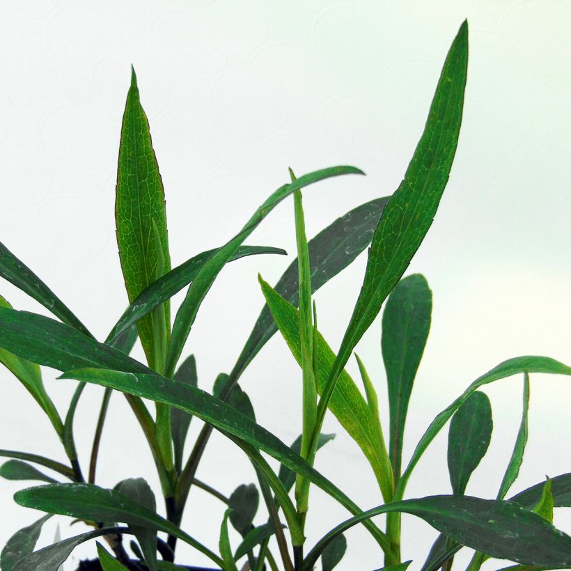 Aster dumosus Peter Harrison (Foliage)