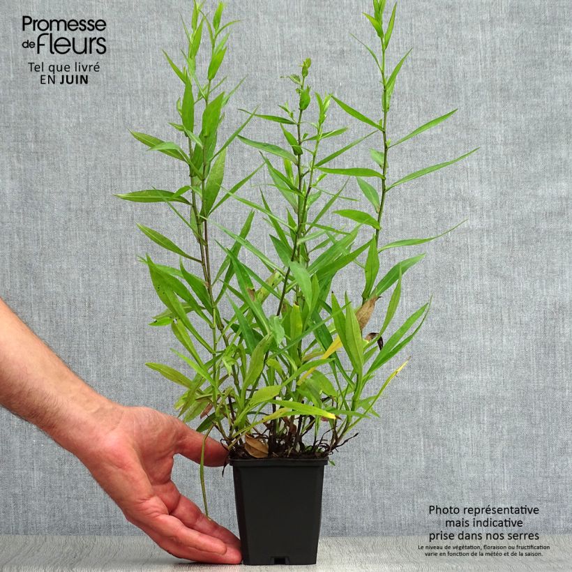 Aster dumosus Peter Harrison 8/9 cm pot sample as delivered in summer