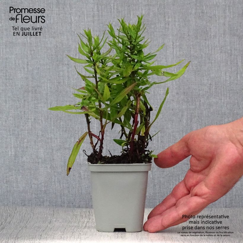Aster dumosus Professor Anton Kippenberg 8/9 cm pot sample as delivered in summer