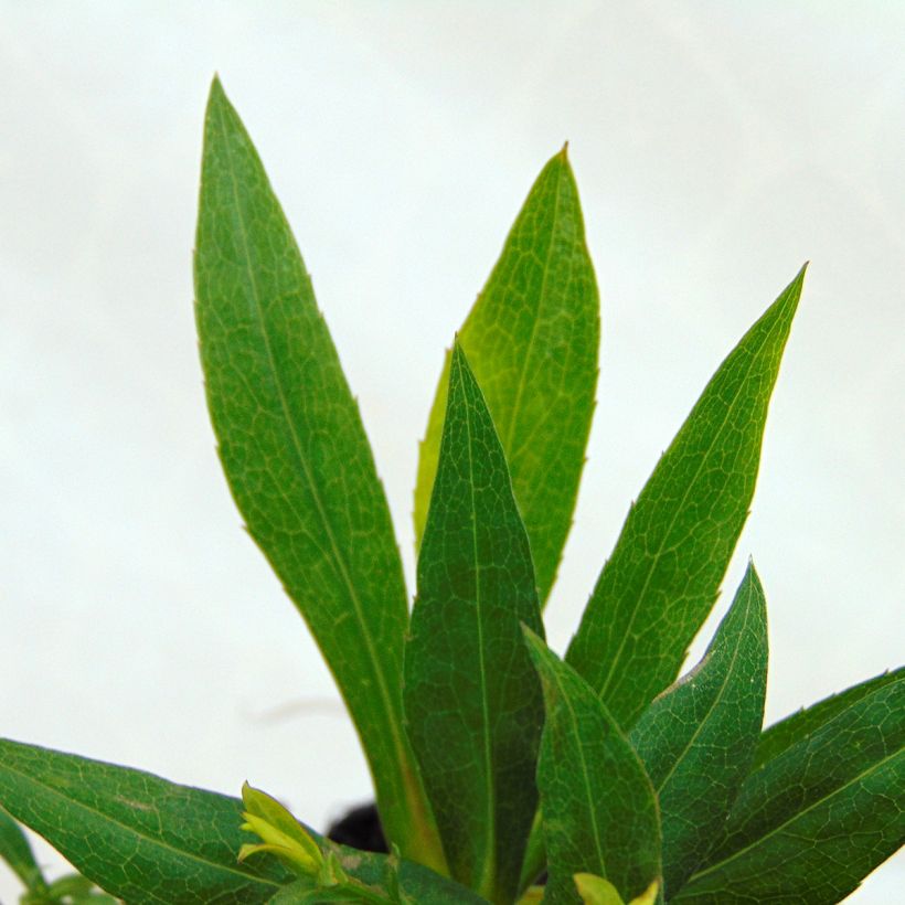 Aster dumosus Rosenwichtel (Foliage)