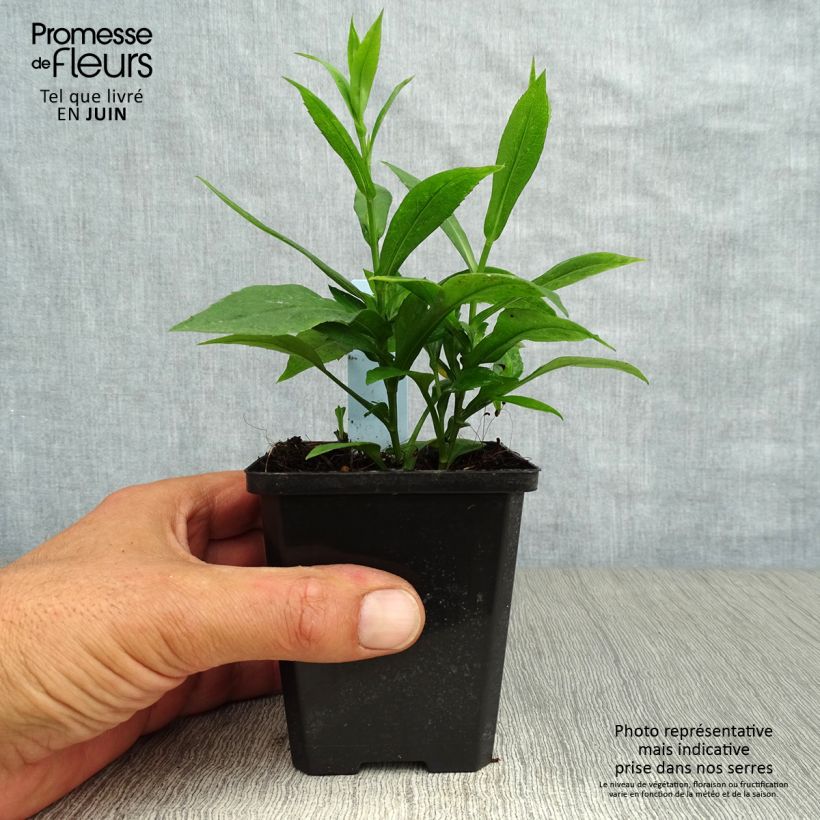 Aster dumosus Rosenwichtel 8/9 cm pot sample as delivered in summer