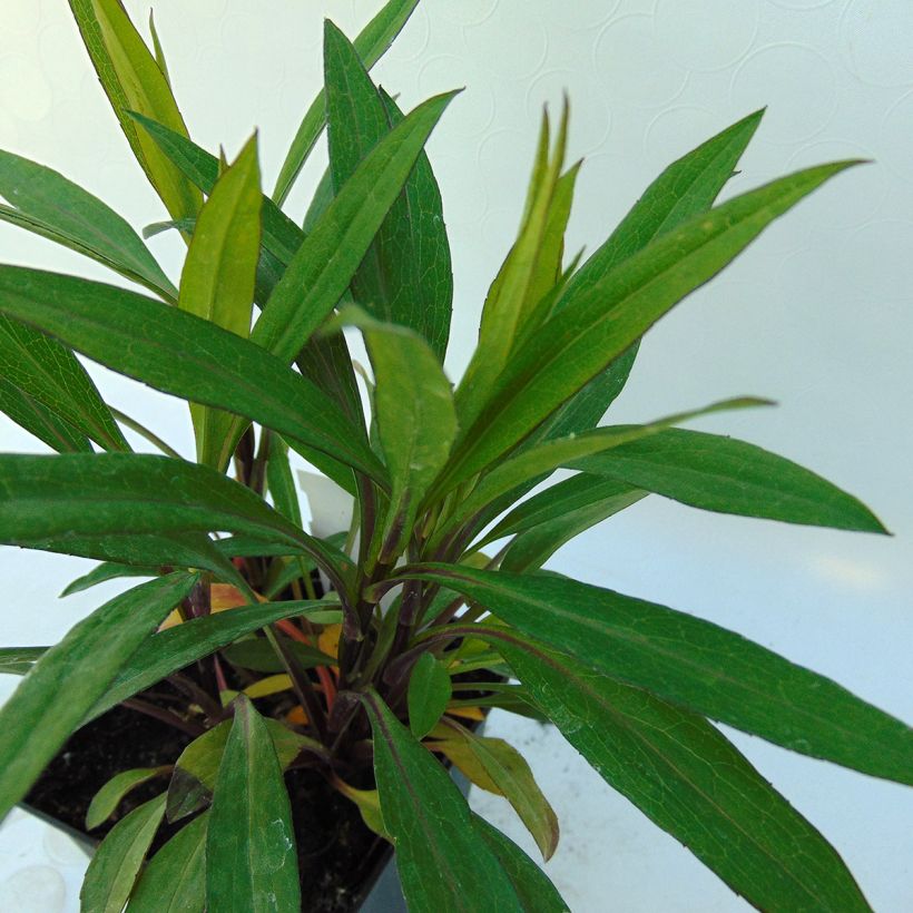 Aster dumosus Samoa (Foliage)