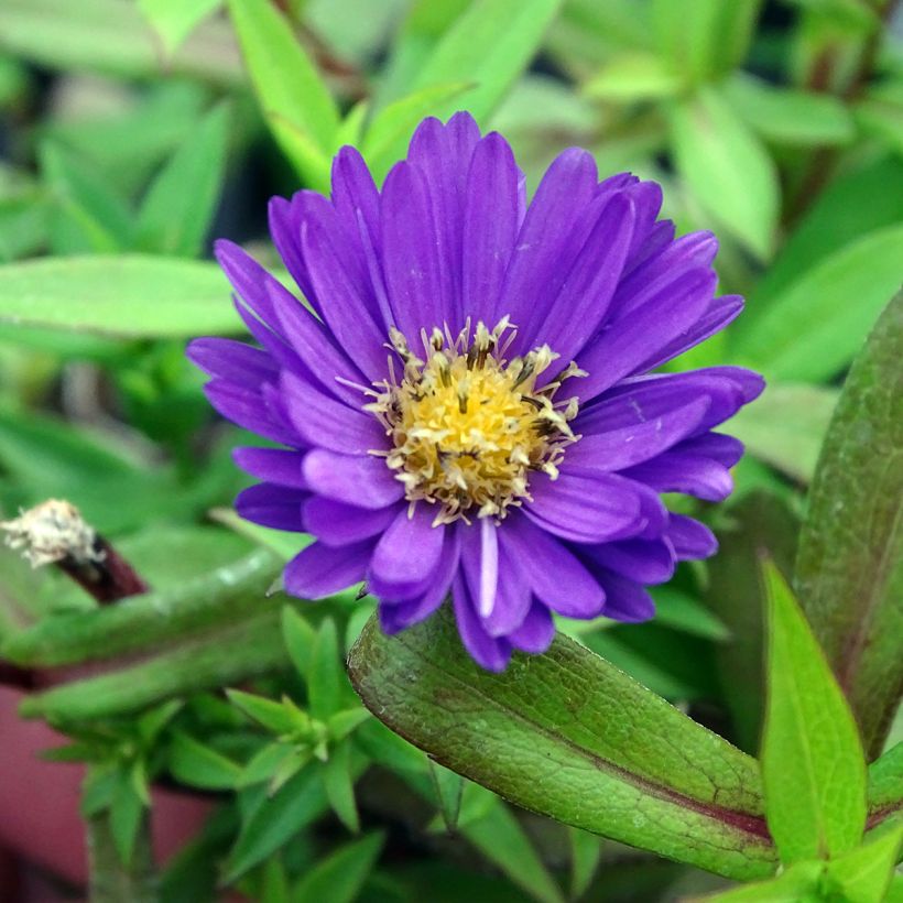 Aster dumosus Samoa (Flowering)