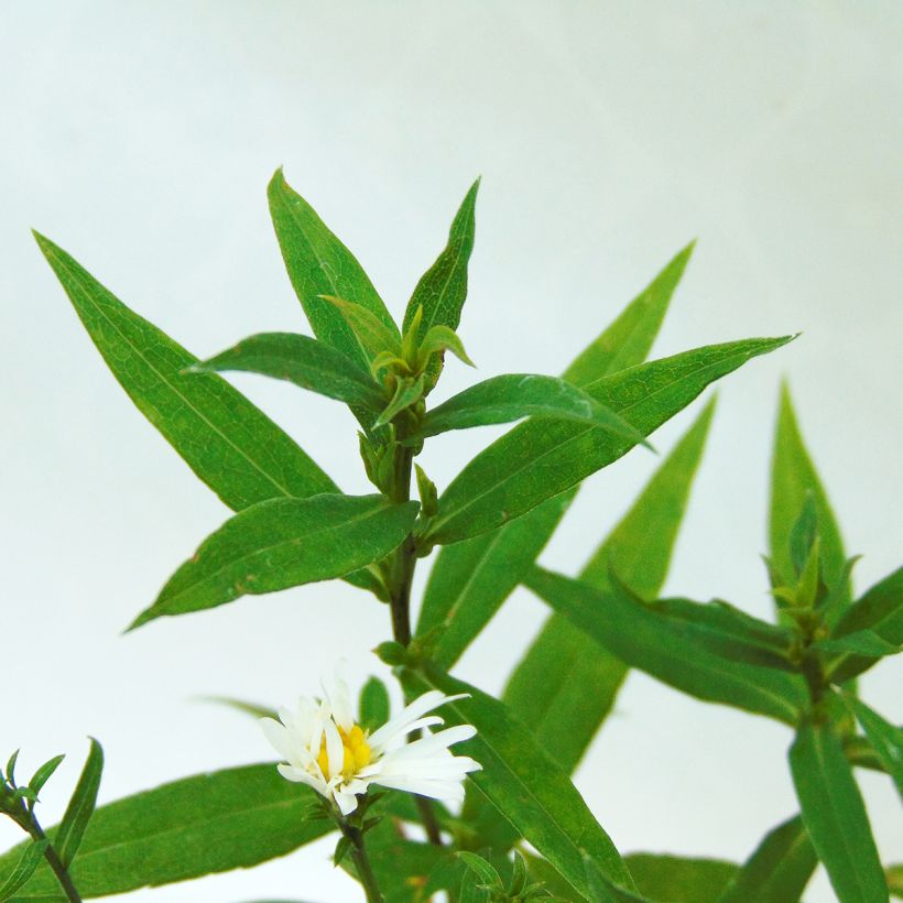 Aster dumosus Schneekissen (Foliage)