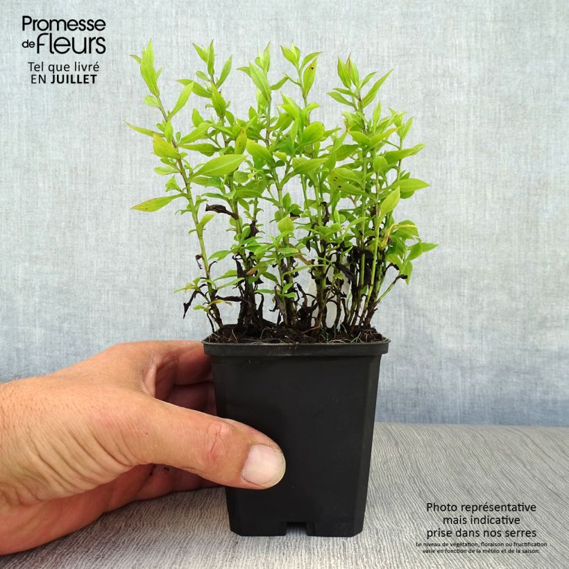 Aster dumosus Schneekissen 8/9 cm pot sample as delivered in summer