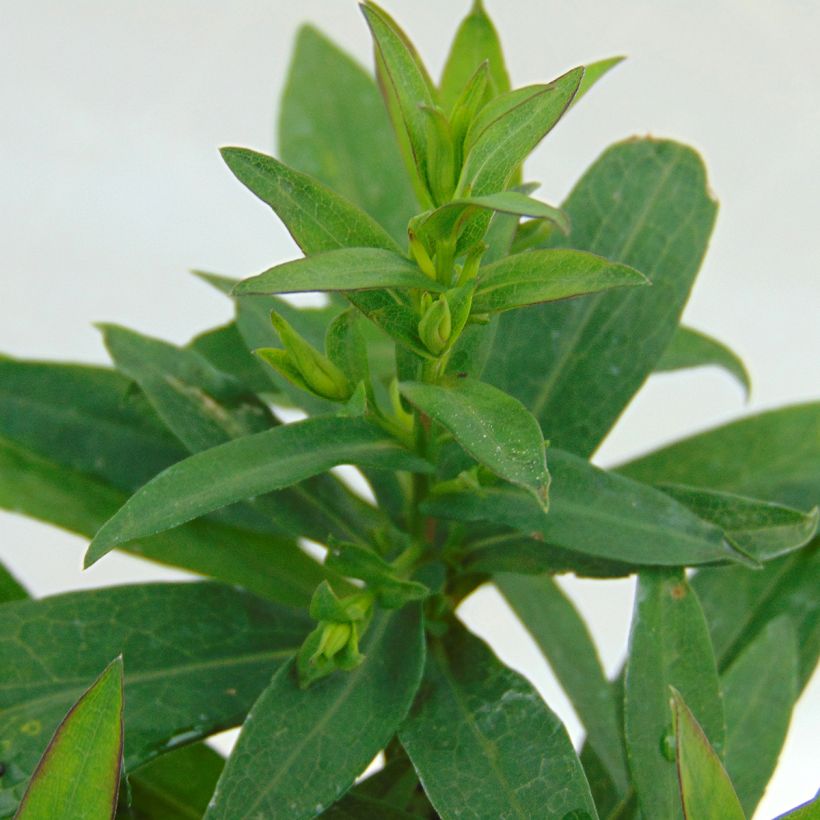 Aster dumosus Starlight (Foliage)