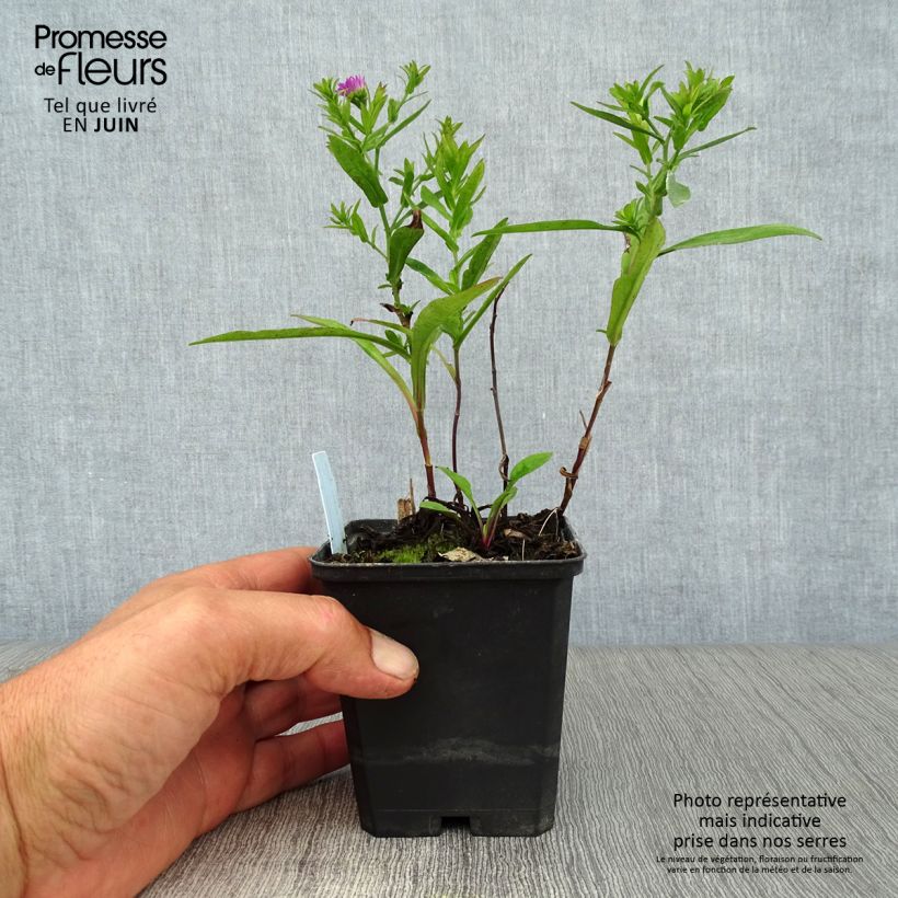 Aster dumosus Starlight 8/9 cm pot sample as delivered in summer