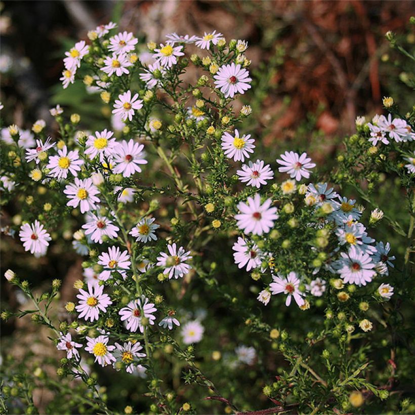 Aster ericoides Pink Cloud (Flowering)