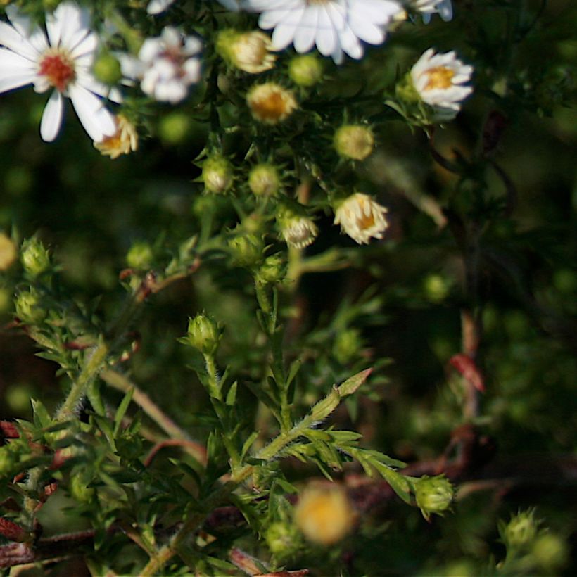 Aster ericoides (Foliage)