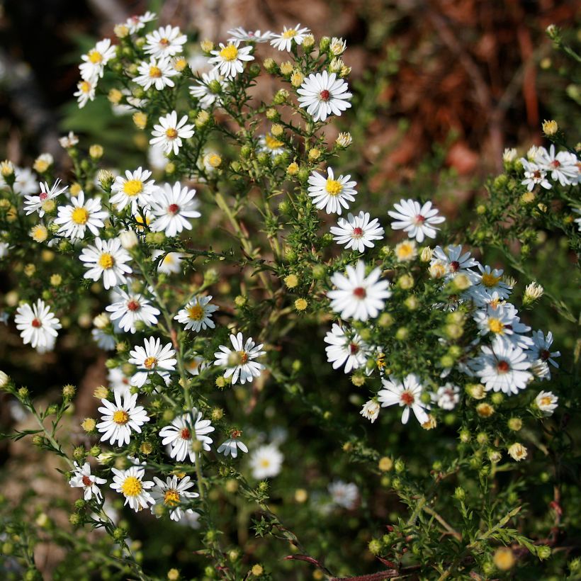 Aster ericoides (Plant habit)