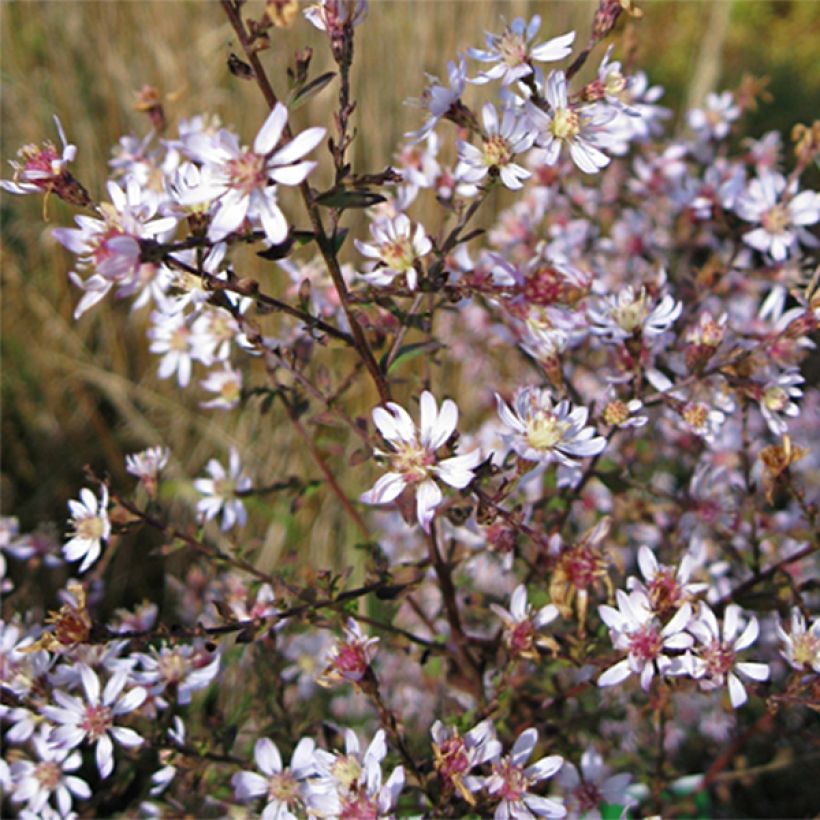 Aster ericoides Blue Star (Flowering)