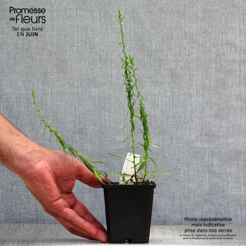Aster ericoides Blue Star 8/9 cm pot sample as delivered in summer
