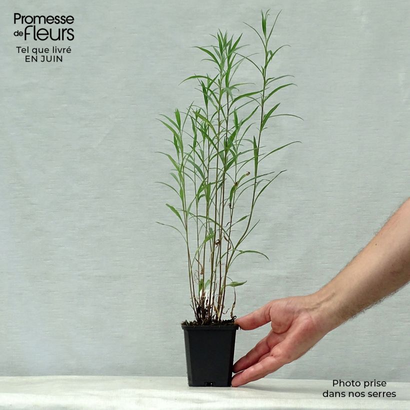 Aster ericoides Blue Wonder 8/9 cm pot sample as delivered in summer