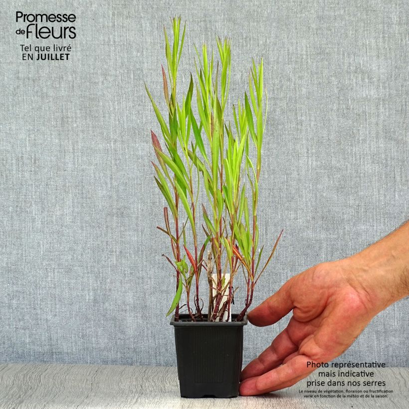 Aster ericoides Esther 8/9 cm pot sample as delivered in summer