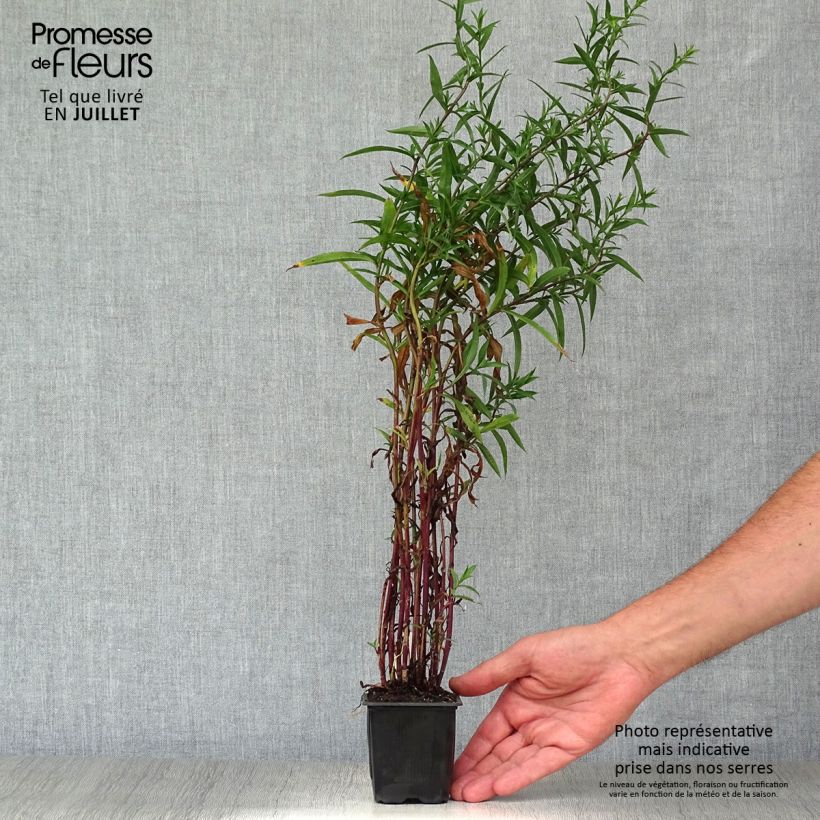 Aster ericoides 8/9 cm pot sample as delivered in summer