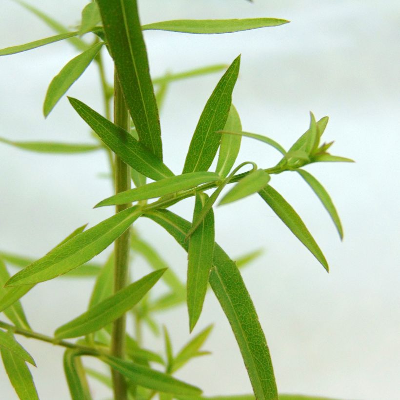 Aster ericoides Golden Spray (Foliage)