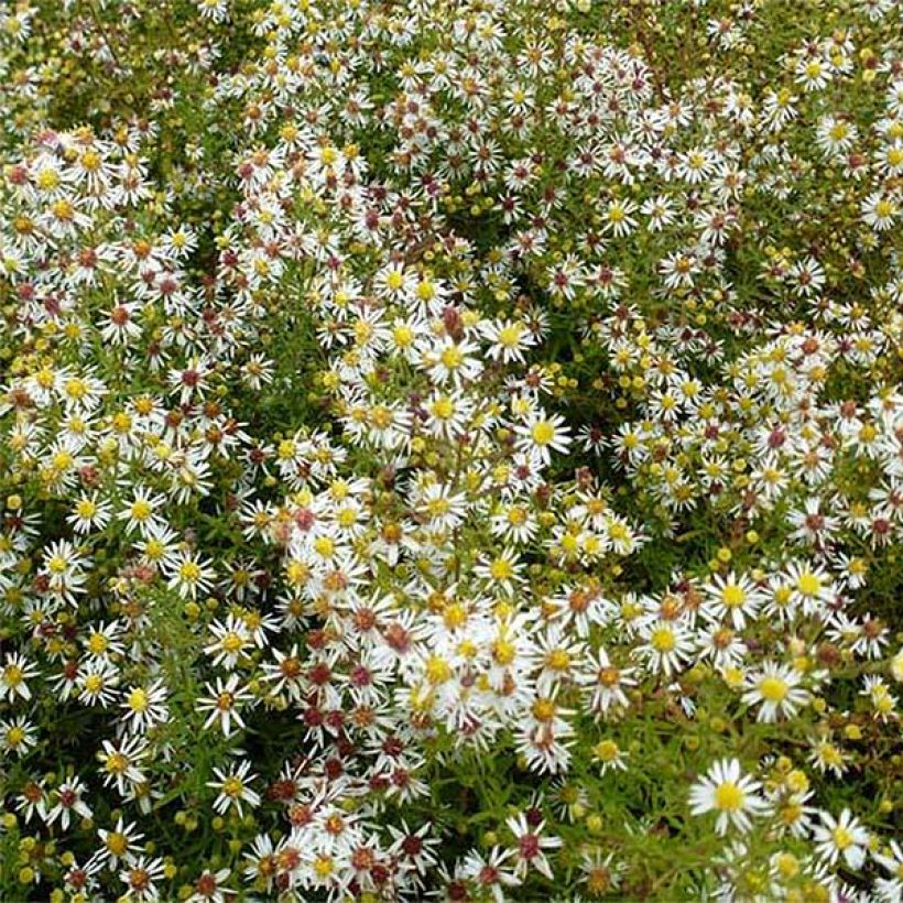 Aster ericoides Golden Spray (Flowering)