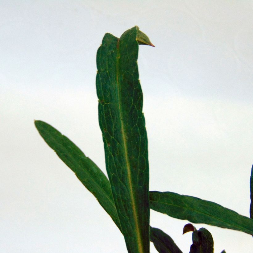 Aster ericoides Herbstmyrte (Foliage)