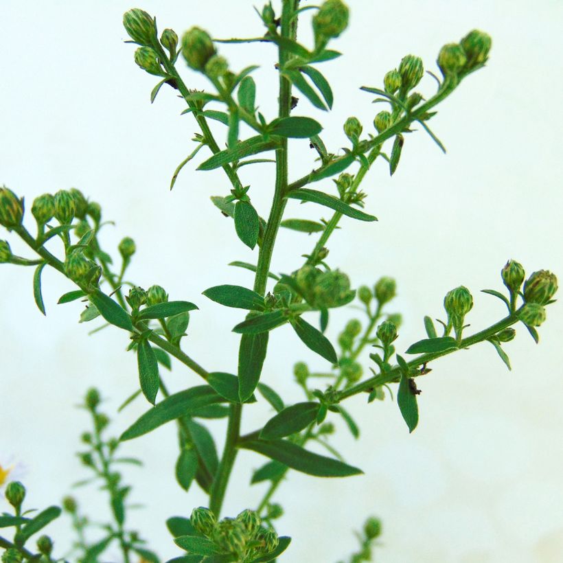 Aster ericoides Lovely (Foliage)