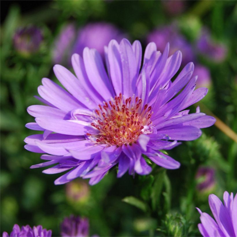 Aster ericoides Lovely (Flowering)