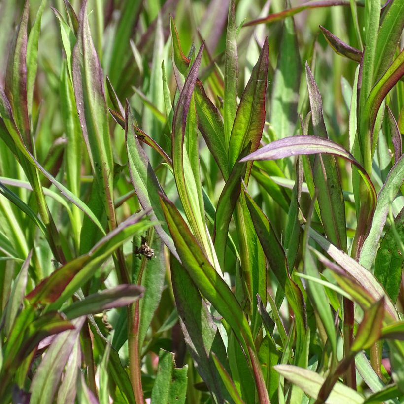 Aster ericoides Pink Cloud (Foliage)